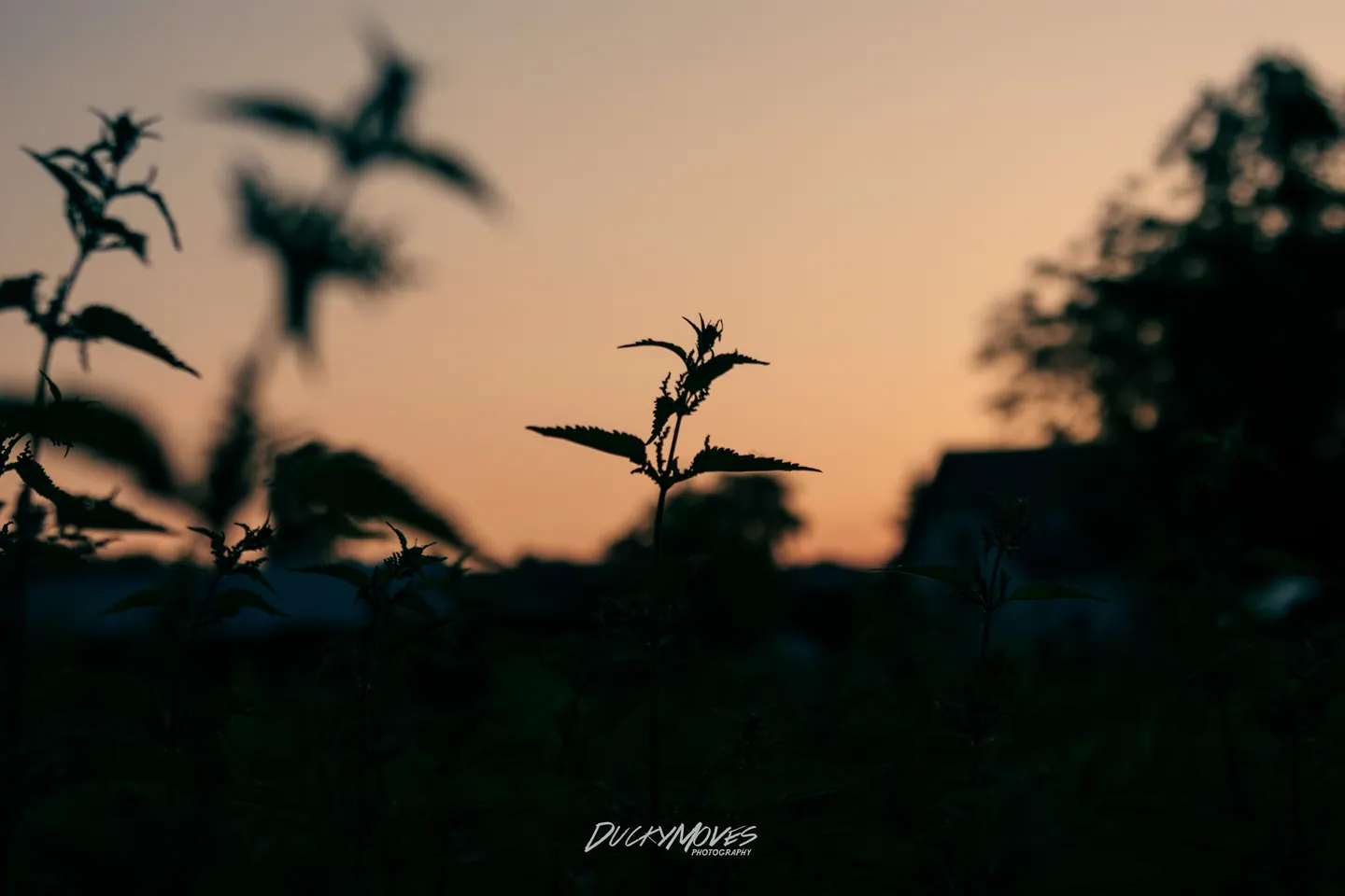 A return to nature photography after exploring the city (2)