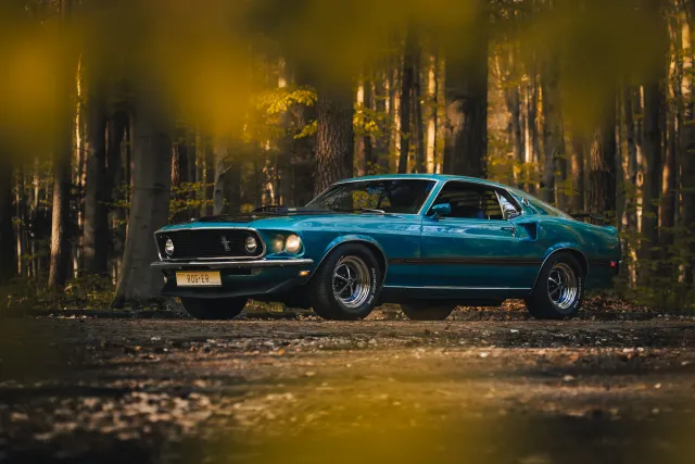 Photograph: mustang