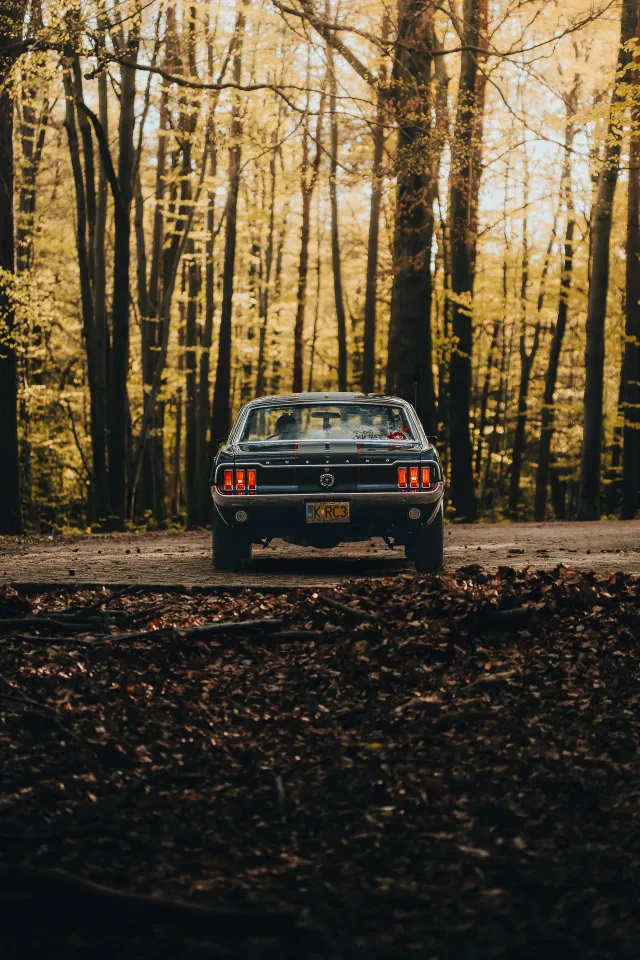 Photograph: mustang