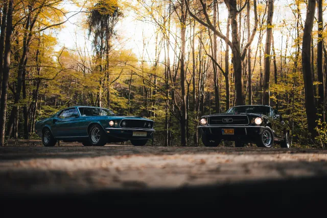 Photograph: mustang
