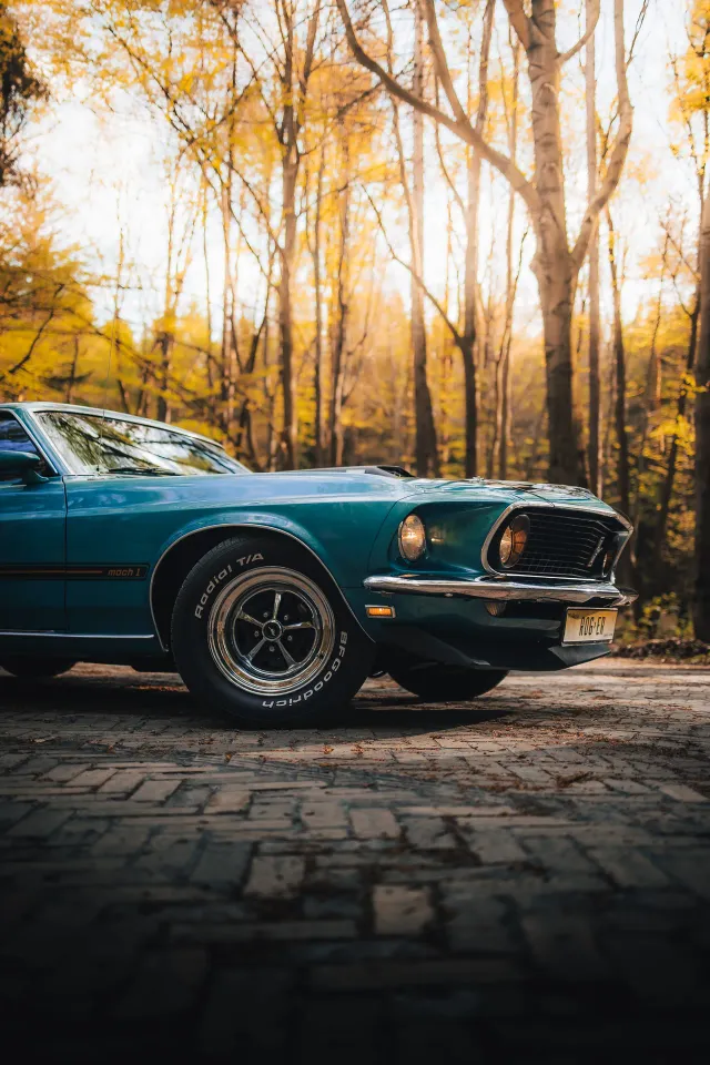 Photograph: mustang