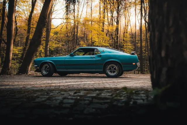 Photograph: mustang