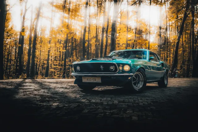 Photograph: mustang