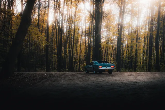 Photograph: mustang