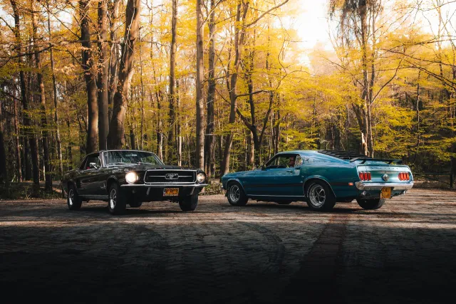 Photograph: mustang