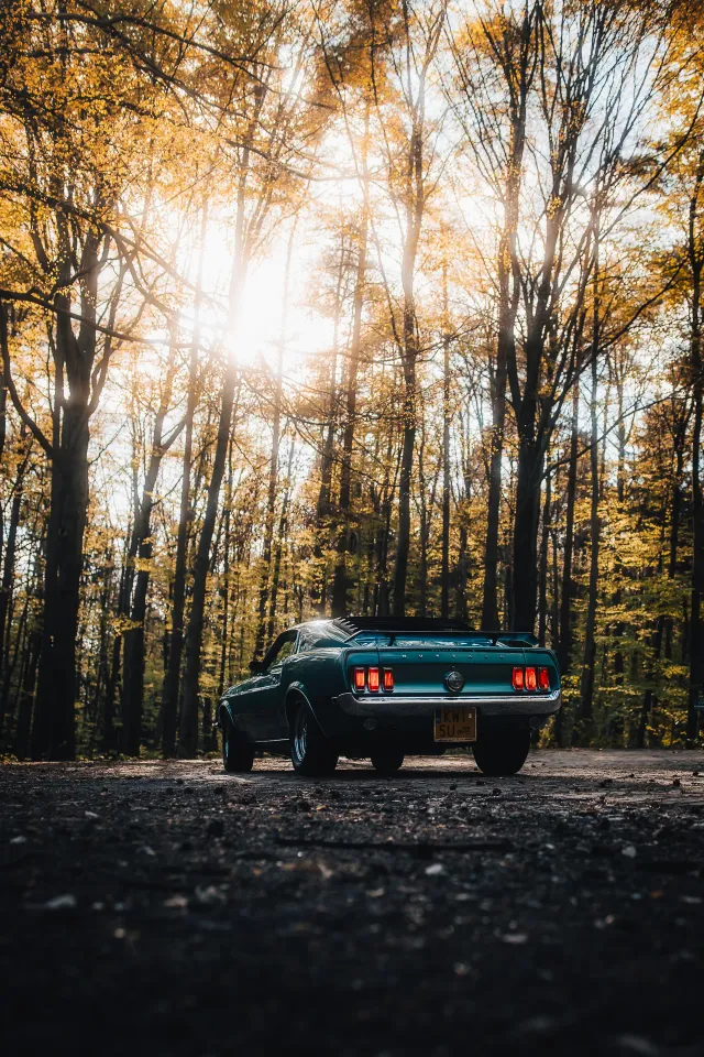 Photograph: mustang
