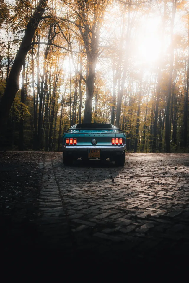 Photograph: mustang