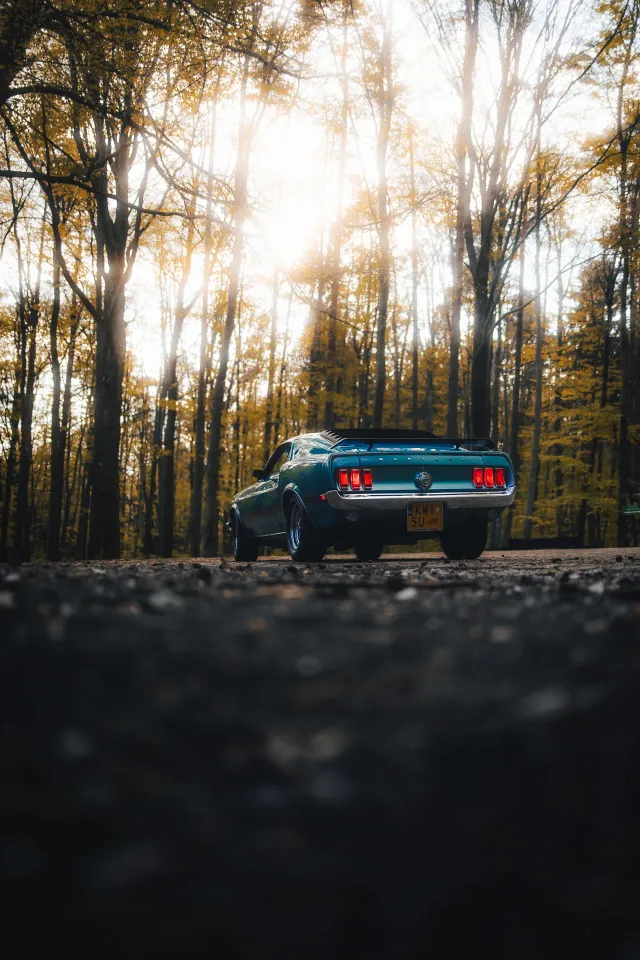 Photograph: mustang